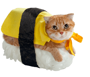 Chat sushi