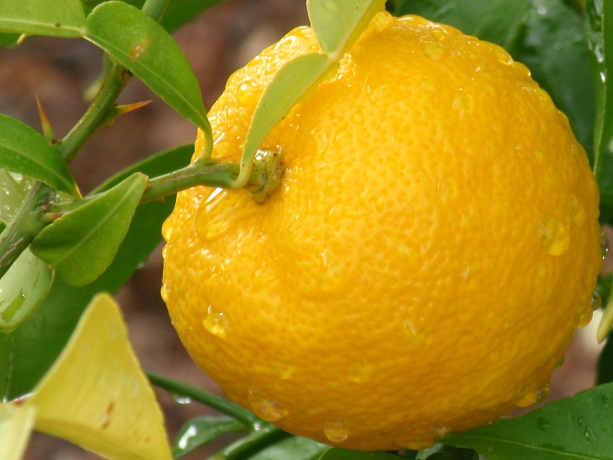 Le Yuzu Produits Japonais