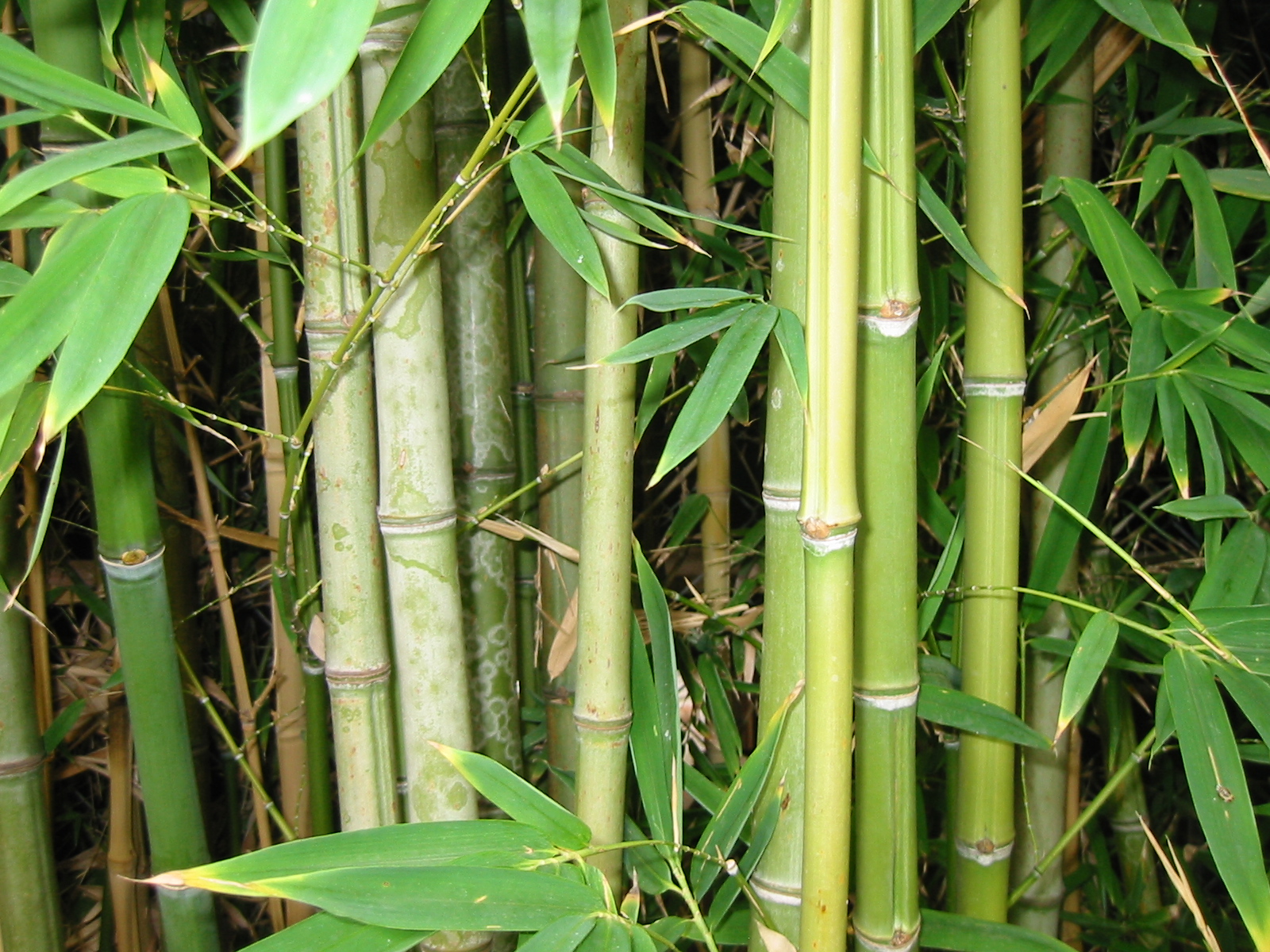 Pousses bambou